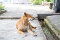 Ginger dog resting in the shade on the asphalt in thailand Royalty Free Stock Photo