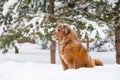 A ginger dog of the Tibetan Mastiff breed sits in the snow and looks to the side. Royalty Free Stock Photo