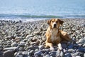 Ginger dog with white spots is resting on a pebble beach near the sea on a sunny day. Royalty Free Stock Photo