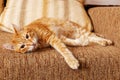 Ginger domestic cat lying on her side on the sofa