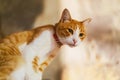 Ginger domestic cat