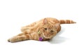 Ginger Domestic Cat isolated on a white background