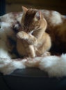 Ginger domestic cat washes his paw with his tongue while lying on a chair