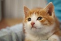Ginger domestic kitten look up