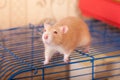 Ginger domestic rat