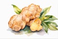Ginger Elegance: Watercolor Painting of Ginger Root on White Background.