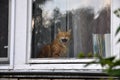 ginger fat cat with an evil grin sits in the window with his mouth open