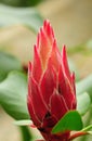 Ginger flower