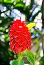 Ginger flower