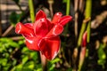 Ginger flower, Laos Royalty Free Stock Photo