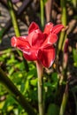 Ginger flower, Laos Royalty Free Stock Photo