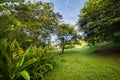 Ginger flower plants on a tropical farm in Puerto Rico