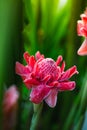 Ginger flowers with dropwater Royalty Free Stock Photo