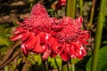 Ginger flowers, Laos Royalty Free Stock Photo