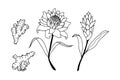 Ginger flowers, root. Vector stock illustration eps10. Isolate on white background, outline, hand drawing.