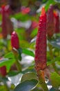 Ginger flowers