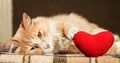Ginger fluffy cat is playful touching soft toy heart Royalty Free Stock Photo