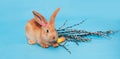 A ginger fluffy Easter bunny sits on a blue background and near it lie Easter multi-colored eggs and branches of willow. The Royalty Free Stock Photo