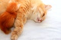 Ginger fluffy long-haired cat feeds a small newborn kitten on a white background. Nursing beautiful cat and her adorable baby, few Royalty Free Stock Photo