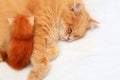 Ginger fluffy long-haired cat feeds a small newborn kitten on a white background. Nursing beautiful cat and her adorable baby, few Royalty Free Stock Photo