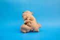 Ginger fresh on blue background. concept healthy spice diet Royalty Free Stock Photo