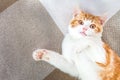 Ginger funny cat portrait close up Royalty Free Stock Photo