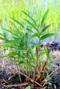 Ginger Galangal tree herb plantation
