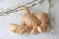 Ginger good for health and taste with branch with blossom Royalty Free Stock Photo