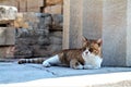 ginger cat in Kos island