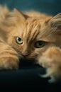 Ginger greeneyes cat lying on a paw on a black background, looking at the camera Royalty Free Stock Photo