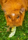 Ginger Guinea Pig Royalty Free Stock Photo