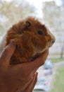 Ginger guinea pig in the male hands funny portrait close up Royalty Free Stock Photo