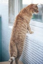 Ginger Hair Cat Royalty Free Stock Photo