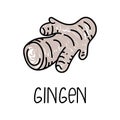 Ginger, hand-drawn doodle style element. Logo and emblem packaging design template - spices - ginger root. Logo in a