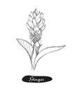 Ginger hand drawn vector illustration.Detailed retro style sketch.Kitchen herbal spice and food ingredient.Ginger flower