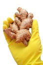 Ginger.Hand in a yellow glove holds on Ginger
