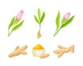 Ginger herbal plant set. Blooming flowers and root vector illustration Royalty Free Stock Photo