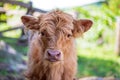 Highland Calf on farm Royalty Free Stock Photo