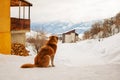 Homeless adult dog lies on the snow. A stray dog in winter.