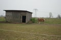 Ginger Horse is standing at the stable in the pasture. Stadtrandhof, Waltersdorfer Chaussee, 12529 SchÃÂ¶nefeld, Germany