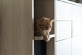 ginger house cat finds solace and security on a shelf inside a wardrobe. This video exemplifies the importance of Royalty Free Stock Photo