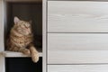 ginger house cat finds solace and security on a shelf inside a wardrobe. This video exemplifies the importance of Royalty Free Stock Photo