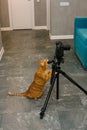 A ginger house cat is gnawing a photo tripod Royalty Free Stock Photo