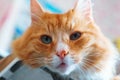 Well maintained clean fluffy cat, ginger house cat Royalty Free Stock Photo