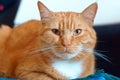 Well maintained clean fluffy cat, ginger house cat Royalty Free Stock Photo