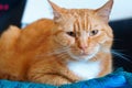 Well maintained clean fluffy cat, ginger house cat Royalty Free Stock Photo
