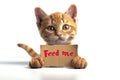 Ginger hungry kitty with a "Feed me" message. Concept of feeding time, pet antics, funny cats, and expressive animal Royalty Free Stock Photo