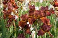 Ginger iris flowering field closeup