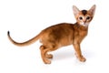 Ginger kitten Abyssinian