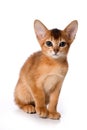 Ginger kitten Abyssinian Royalty Free Stock Photo